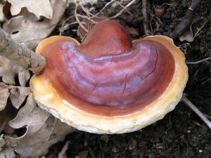 Ganoderma lucidum